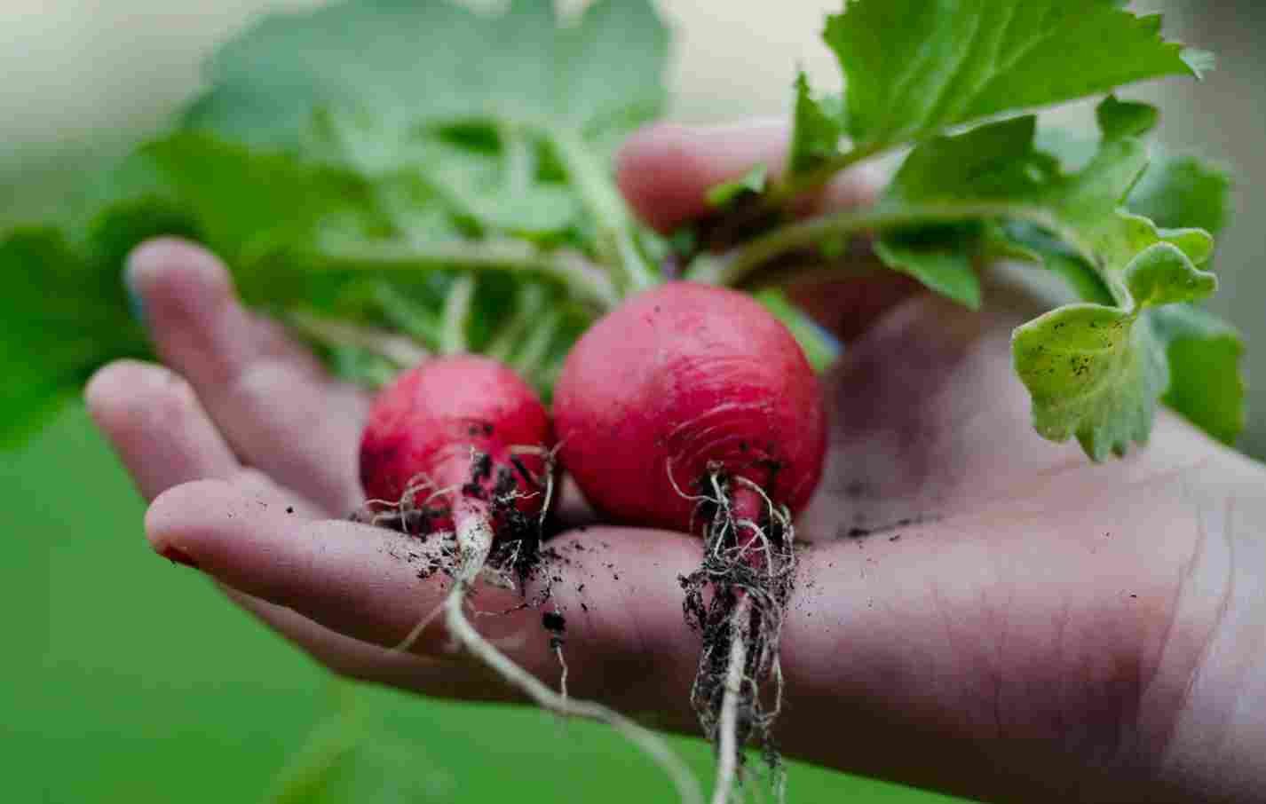 Beetroot Benefits