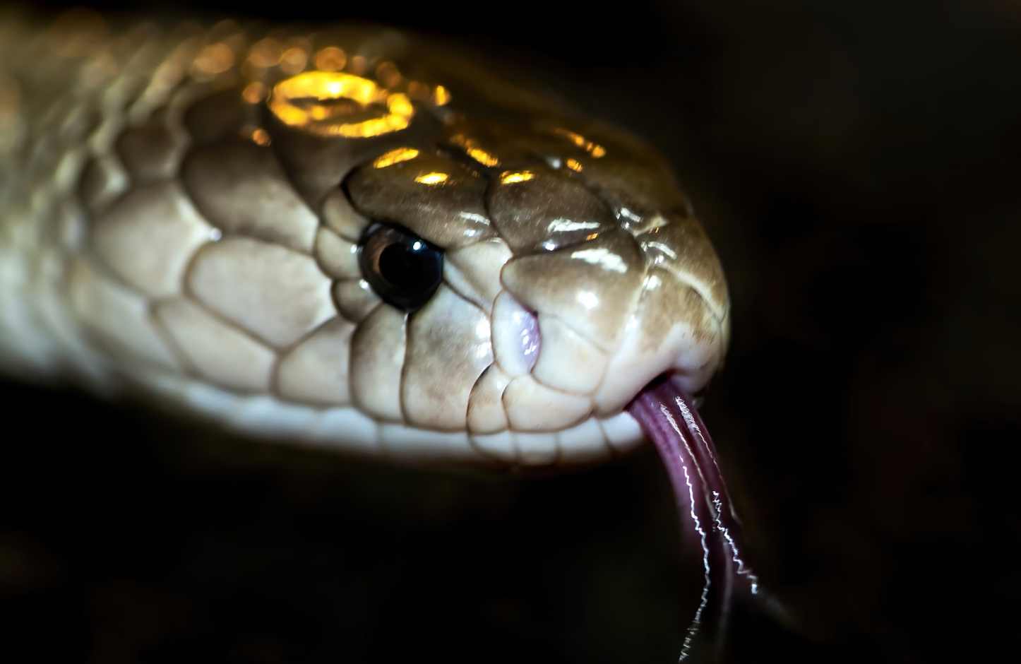 18-foot king cobra