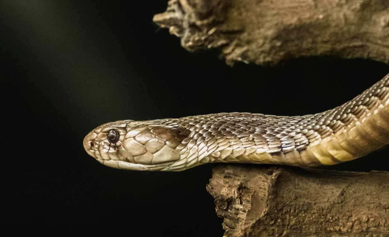 18-foot king cobra