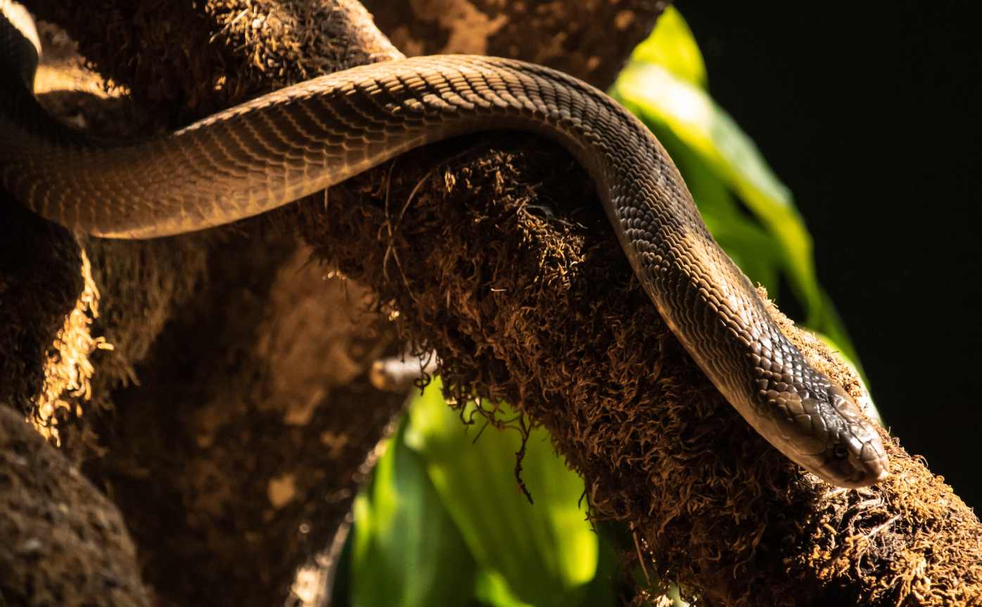 18-foot king cobra