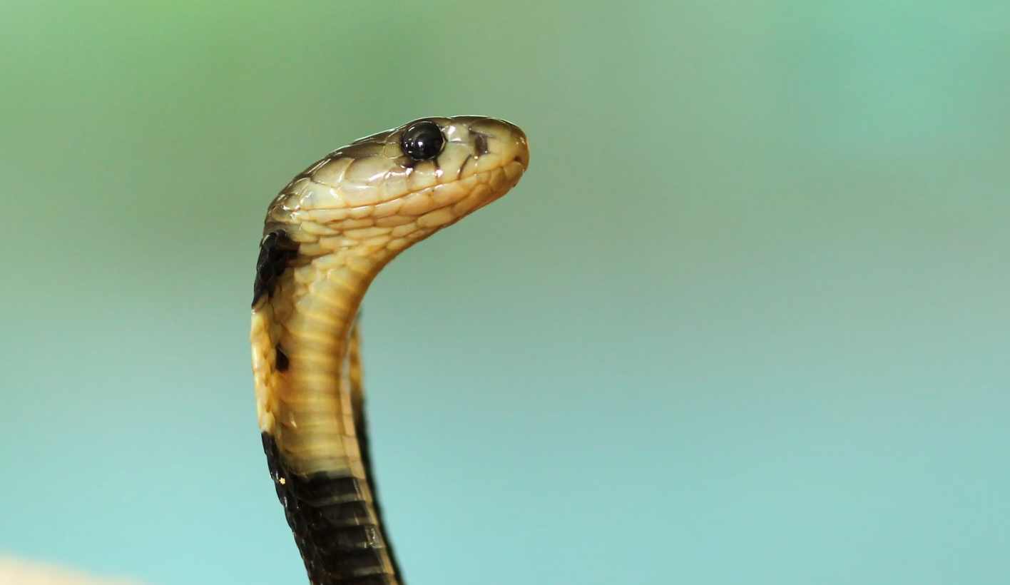 18-foot king cobra