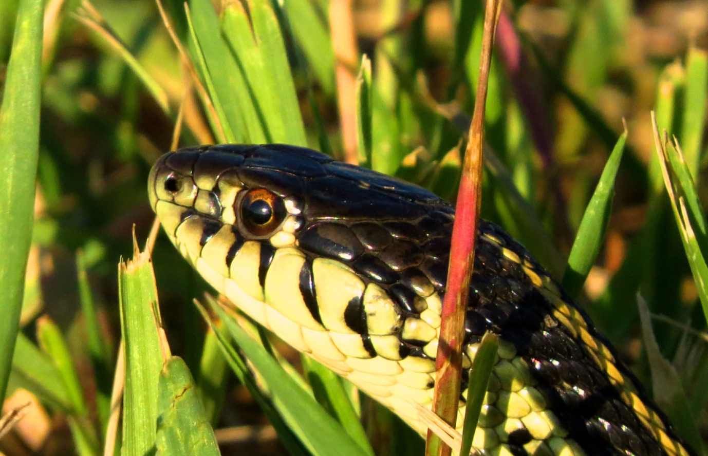 18-foot king cobra